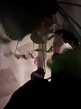 Dam70 online show from 12-14-25, 07:52