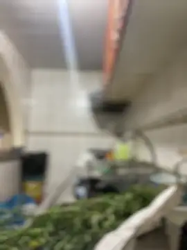 Carola-Ross online show from 03-24-26, 05:46