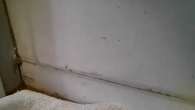 ShysluutGia online show from 12-15-25, 11:49