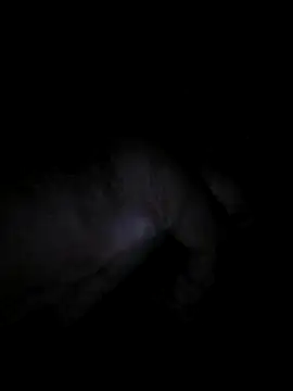 bong crave online show from 11-02-25, 06:35