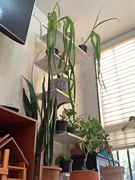 NatashaRex online show from 02-25-26, 08:19