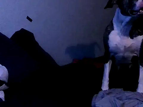 PornStro921 online show from 10-02-25, 11:19