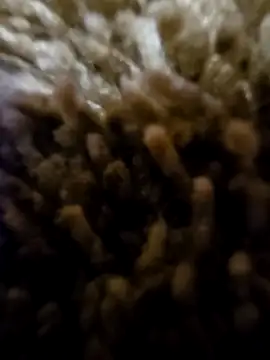 Snapshot of daaarin44 chatting on 11-01-25, 05:36 daaarin44 online show from 11-01-25, 05:36