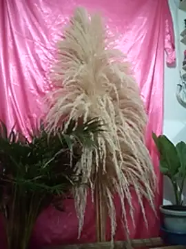 John los666 hot online show from 04-11-26, 07:45