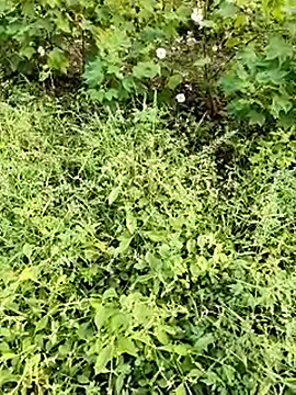 himvilohi08 online show from 10-23-25, 11:42