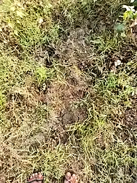 himvilohi08 online show from 01-08-26, 04:07