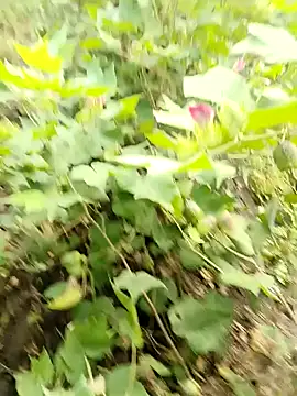 himvilohi08 online show from 10-16-25, 03:37