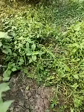 himvilohi08 online show from 10-19-25, 11:57