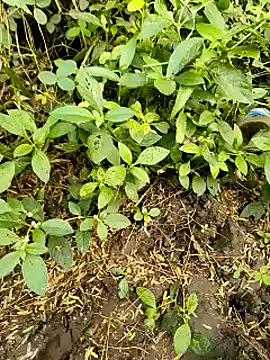 himvilohi08 online show from 10-20-25, 11:22