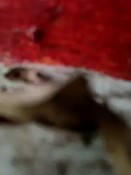 himvilohi08 online show from 10-18-25, 12:51