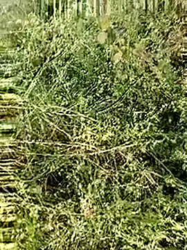 himvilohi08 online show from 12-04-25, 02:43