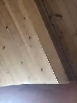 Angelsordemons6 online show from 09-19-25, 08:24