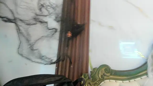 CoralieBronson online show from 10-28-25, 08:41