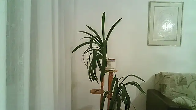 Dartanjanas13 online show from 11-28-25, 08:09