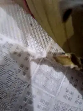 dolliette24 online show from 11-10-25, 06:02