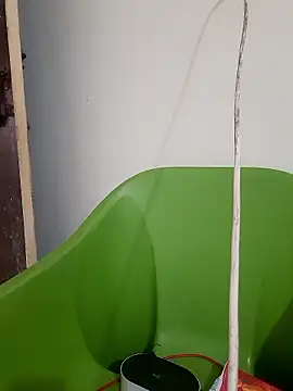 AnkitaDevi online show from 01-19-26, 11:03