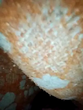 ParousFlow online show from 01-19-26, 12:42