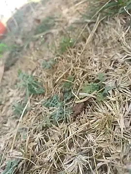 mkallu1995 online show from 03-05-26, 06:10