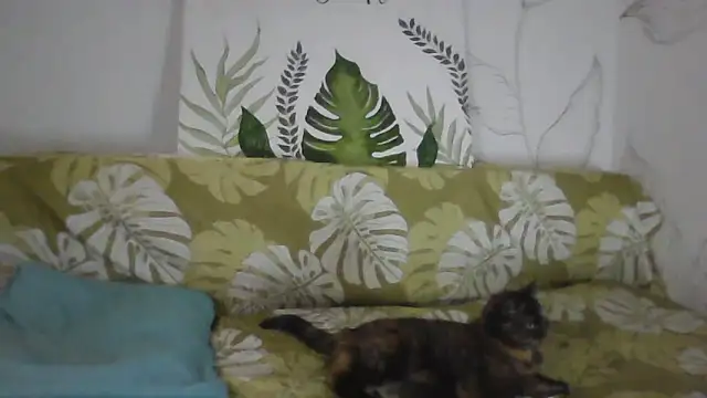 Catty Lady online show from 11-26-25, 06:30