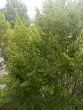 mrlolimirass online show from 06-04-26, 05:06