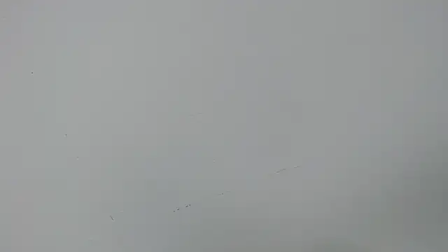 eladyrous98 online show from 12-17-25, 02:00