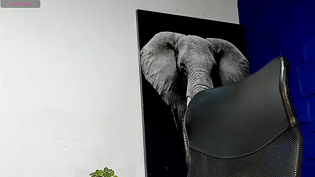 king falconer online show from 11-15-25, 11:31