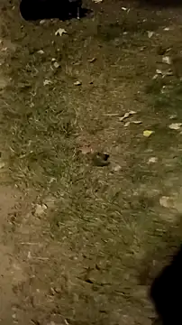 Snapshot of jvdzj-0_ chatting on 10-18-25, 10:23 jvdzj-0  online show from 10-18-25, 10:23