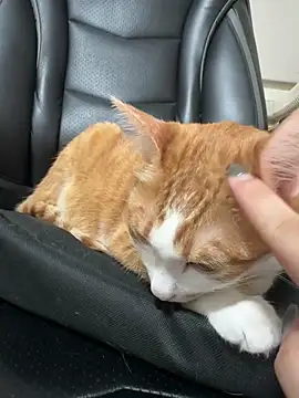 ariel 613 online show from 10-19-25, 02:53