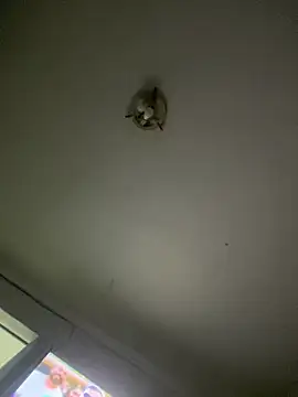 Isabelaa  online show from 03-28-26, 03:29