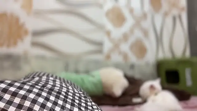 Yourbaby angelx online show from 03-03-26, 04:47