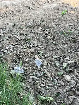 funny sexxx online show from 11-06-25, 08:18