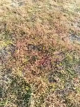 coocon2020 online show from 11-16-25, 02:38