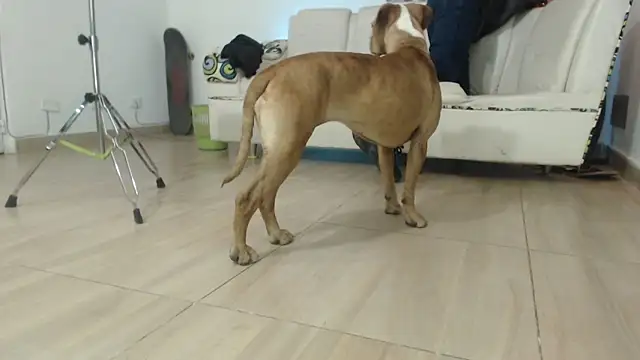 Thomasjons  online show from 04-12-26, 02:37