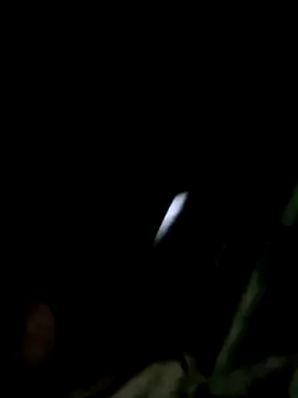 maple694 online show from 12-14-25, 08:42