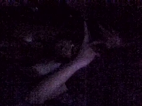 harish x online show from 03-04-26, 06:59