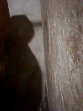 Lujor online show from 03-10-26, 12:58