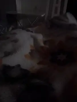 ratoncito 3 online show from 03-15-26, 08:16