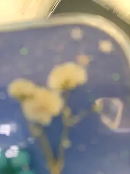 chocolate bella online show from 04-10-26, 05:31