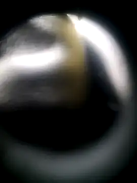 Backass 4 dayz online show from 05-09-26, 05:27
