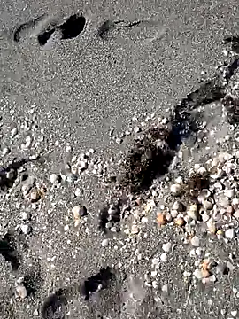 sarahkat86 online show from 11-14-25, 06:33