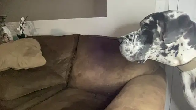 bambifarrina online show from 09-14-25, 05:08