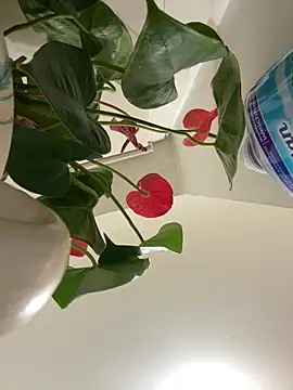 Snapshot of Czarnoksieznik chatting on 03-24-26, 10:10 Czarnoksieznik online show from 03-24-26, 10:10