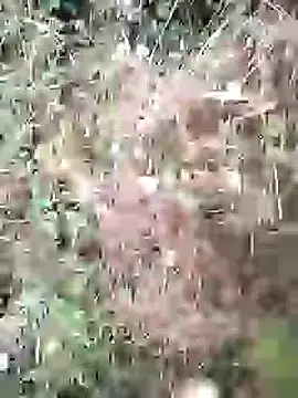 PhamPm70 online show from 02-03-26, 01:38