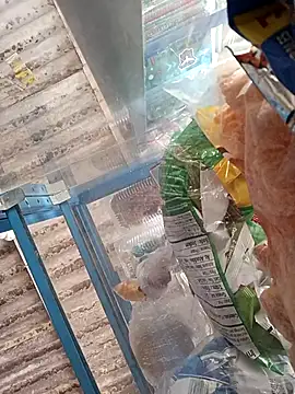 Lorenasex online show from 11-15-25, 12:09