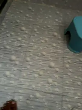 NoddingScorpion online show from 10-16-25, 03:26