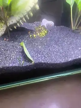 Snapshot of saumon3022 chatting on 02-08-26, 09:18 saumon3022 online show from 02-08-26, 09:18