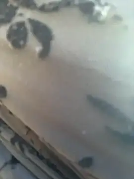  JessyRey  online show from 03-11-26, 11:15