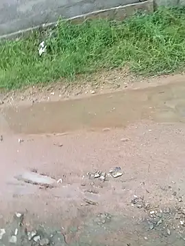 dolphiinn online show from 11-29-25, 02:34