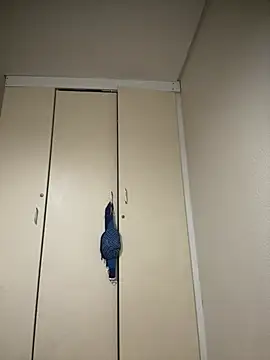 Mellow Joe online show from 01-19-26, 09:46