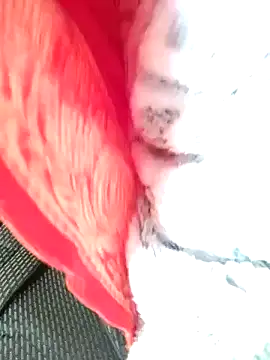 Hut rotu cute online show from 01-12-26, 01:29